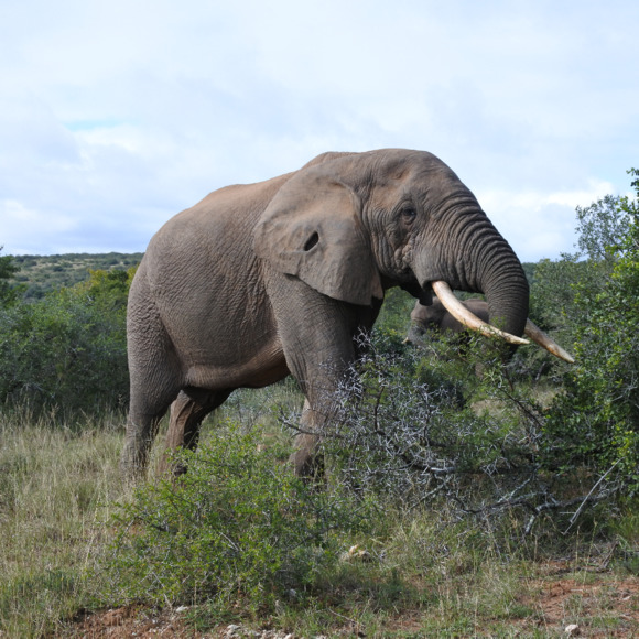 lyndseyelephant